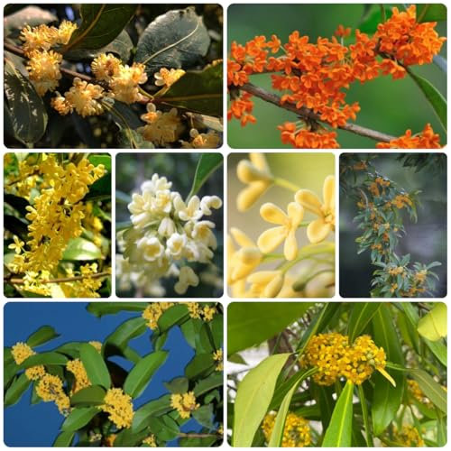 lorbeerbaum winterhart samen, bäume kaufen, zimmerbonsai bonsai, baumsamen lorbeer samen, bonsai baum, schnell wachsende sträucher bonsaibaum, bonsai baum echt, pflanzen züchten 15pcs