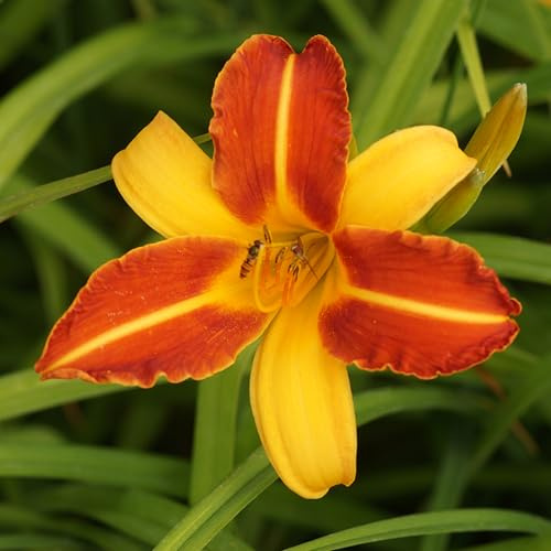 Blumixx Stauden Hemerocallis Hybride 'Frans Hals' – Taglilie im 1,0 Liter Topf gelbbraun blühend