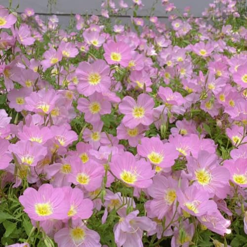 Semi di enotera, Le perenni sono perenni resistenti Oenothera biennis, Le da giardino sono perenni resistenti le da giardino roccioso 500pcs