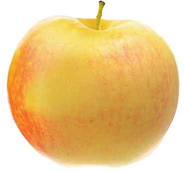 Malus Domestica James Grieve 130 cm/5 liter kruka – äppelträd – halvt stam – krukväxt – äpple James Grieves