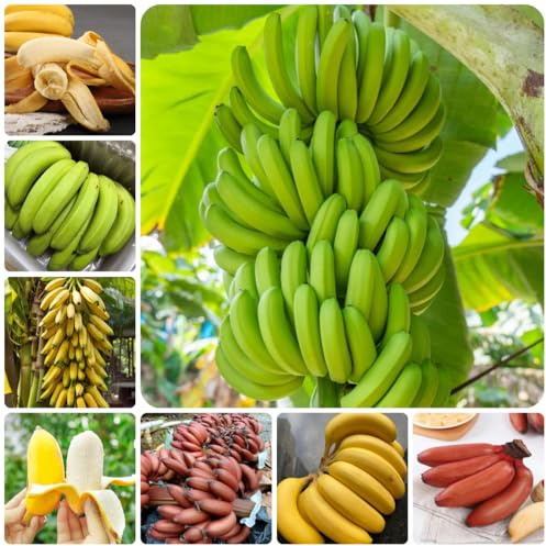 semi di banane - banane - Le da giardino sono perenni resistenti di banana, in crescita, verdi, d'appartamento 100pcs
