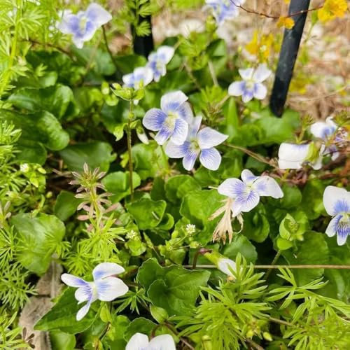 Duftveilchen pflanzen - samen blumenwiese wiesenblumen samen Duftveilchen samen winterhart zimmerpflanze balkonpflanzen winterhart pflanzen garten - Seltene pflanzen serie - bonsai 1500pcs