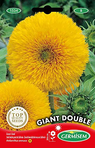 Germisem Graines Soleil double géant de Californie GIANT DOUBLE