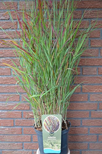 Riesen Rutenhirse Panicum virgatum Sangria im 3 Liter Pflanzcontainer