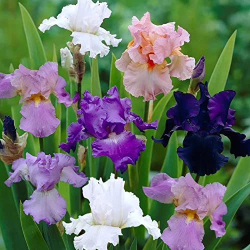 3 x Iris Germanica Mixed – Bright & Adorable Blooms – Summer Flowering Bulb – Perennial – for Your Beautiful Garden