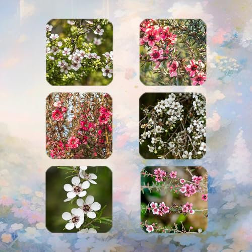 400 Pcs Manuka Pflanze Samen - Pflanzen Samen, Bäume Pflanzen Manuka Samen Bio, Gartenpflanzen Winterhart Mehrjährig Zimmerpflanzen Echt Samen, Winterharte Blumen Bäume Kaufen, Zimmerbonsai