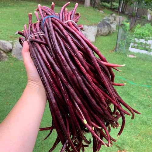 Semillas de frijol espárrago, frijol medidor, Vigna unguiculata, de balcón resistentes semillas de invierno Comprar 40pcs