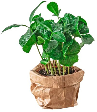 Coffea Arabica Planta Natural de Poco Riego - Planta del Café