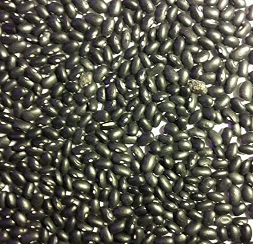 50 semillas de frijol negro