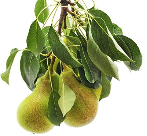 Pear Trees, 'Concorde', 2 x Full Plants in 10 Litre Pots, Pears, Garden Ready and Ready to Plant, Premium Quality Fruit Trees