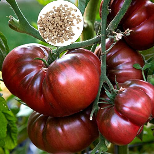 Luojuny Semillas de Tomate púrpura Dulce Fácil de cuidar de Las Semillas de Tomate púrpura para la siembra
