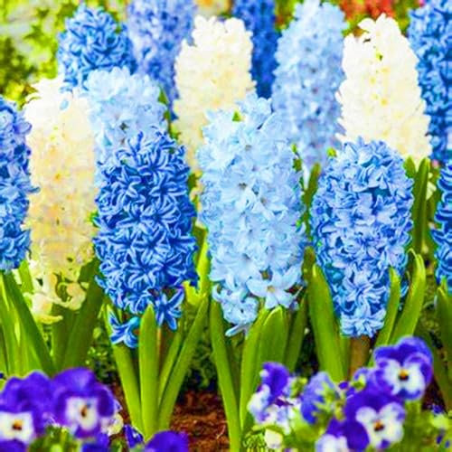 Seltene Hyazinthe Beste Dekoration Hyazinthen Pflanzen,Hyazinthenzwiebeln Winterhart,Knollenpflanze Im Topf Pflanzen-2zwiebeln-g