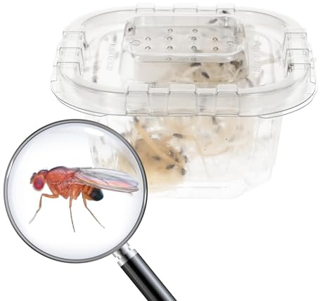 Livefoods4u Live Flightless Fruit Flies – (Fruit Flies Only - Hatched) Live Food for Reptiles, Amphibians, and Invertebrates