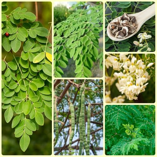 Semillas de moringa, semillas orgánicas Moringa oleifera, exterior balcón jardín 200pcs