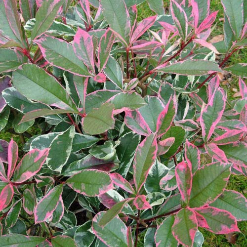 Photinia x Fraseri 'Pink Marble' Fotinia Variegata Pianta da Siepe h.80/100 cm Vivaio di Castelletto