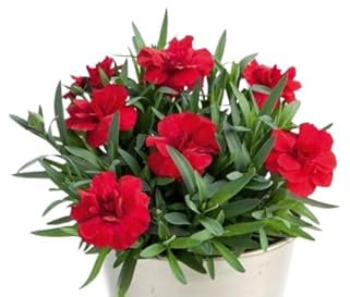 Clavel Dianthus con Raíz Fuerte – Planta Natural Viva, Perfecta para Exteriores, Macetas y Paisajismo