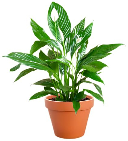 Einblatt | Spathiphyllum | ca. 40-50 cm | ø 12-15 cm Topf | Pflegeleichte Zimmerpflanzen für Wohnung und Büro | Qualität vom Pflanzen Profi | Ideale Raumbegrünung