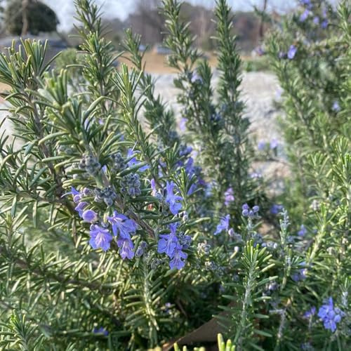 semi di rosmarino d'appartamento rare rosmarino semi di per balcone medicinali giardino aromatiche tappezzanti balcone per giardino aromatiche da 800semi