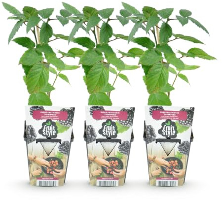 Zarzamora sin Espinas Rubus Thornfree para Jardín, Fruto Negro, Pack de 3