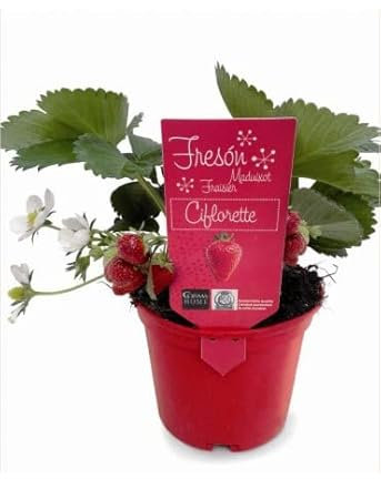 Planta de Fresa NATURAL para Cultivo Propio - Frutal PREMIUM - Fragaria Ananassa