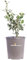 Pianta di Agrifoglio Variegato Pianta di Ilex Aquifolium Argentea Marginata pianta da esterno pianta da giardino pianta ornamentale di Agrifoglio pianta vera venduta da eGarden.store