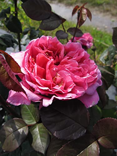Edelrose Elbflorenz® - Rosa Elbflorenz® - Meilland-Rose - ADR-Rose - Duftrose der Provence