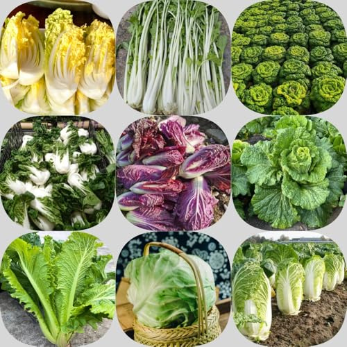 cavolo cinese, semi di pak choi, resistenti vecchie varietà resistenti per giardini rocciosi sostenibili verdi balcone serra invernali 1000pcs