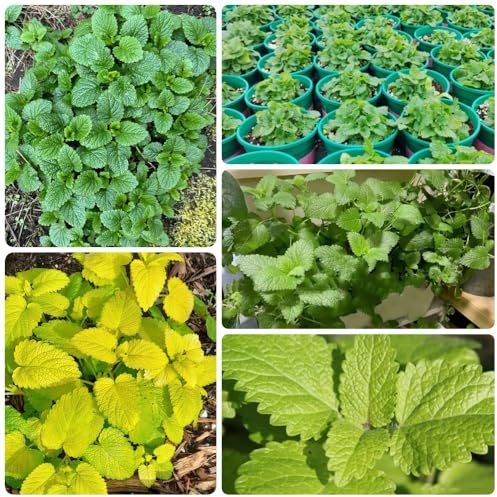 Semi di melissa, sul balcone Melissa officinale, da giardino roccioso resistenti perenni 200pcs