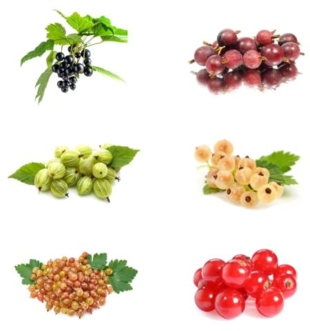 semi di uva spina da frutto vecchie varietà da frutto colonnari nani, resistenti frutteto semi di colonnare rari giardino roccioso serre 350pcs