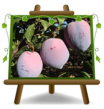 Angeleno Pflaumen - Obstpflanze auf Blumentopf 26 - Baum max 200 cm - 4 Jahre Anbau Italien