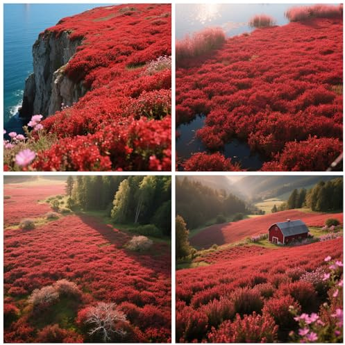 20000+ Timo Strisciante rosso per piantare all'aperto, giardino, Per la copertura del prato