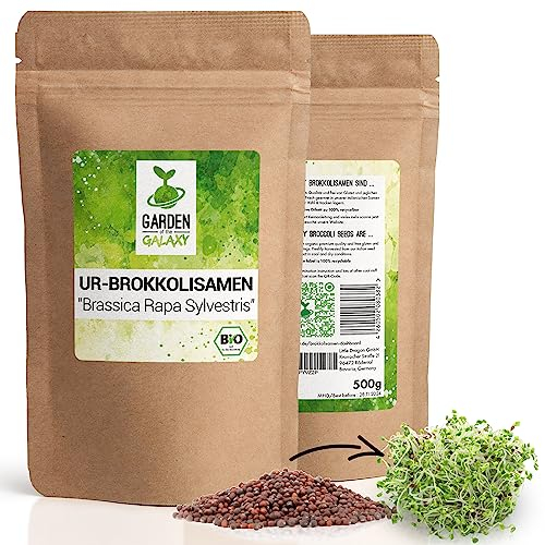 Brokkoli Samen Bio [500 Gr] - Brokkolisamen mit hohem Sulforaphan Gehalt dank SorteBrassica rapa sylvestris direkt aus Italien - Im Keimglas für Brokkolisprossen oder zum sofortigen Genuss