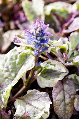 Ajuga reptans 'Burgundy Glow' 9x9 cm Topf – Winterhart, Mehrjährig, Pflegeleicht – Günsel – Bodendecker für Garten & Beet