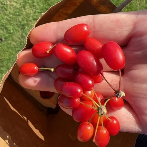 semillas del cerezo cornalina, para jardín semillas de setos arbustos jardín arbustos hoja perenne variedades 30pcs