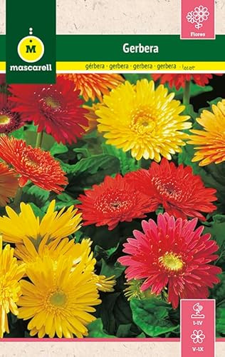 Mascarell Semillas, FLOR GERBERA HIBRIDA, Semillas Jardín, Flores de Colores Llamativas para Jardín, Espacio Colorido en Jardín o Maceta, 1 GR