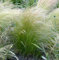 Pracht-Federgras - Stipa pulcherrima - Gartenpflanze