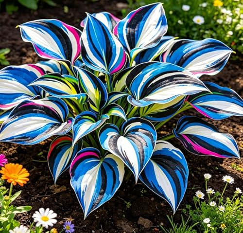 Hosta Alta a Foglia Larga – Resistente al freddo e tollerante al caldo – Eccellente per la progettazione paesaggistica in complessi residenziali e giardini-4 root-A