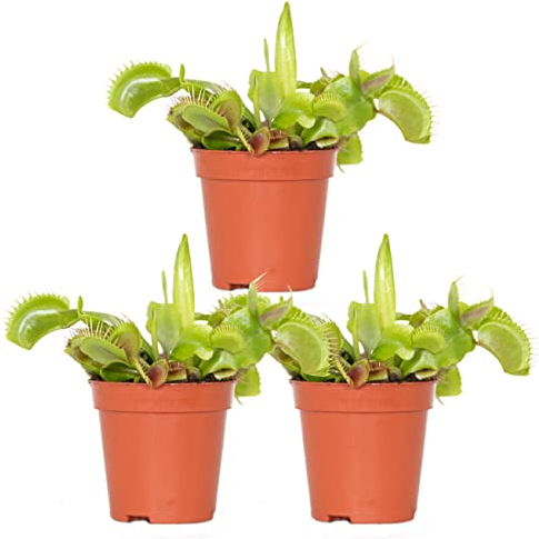 3x Dionaea Muscipula – Plante Carnivore – Facile d’entretien – ⌀6 cm – 05-10 cm