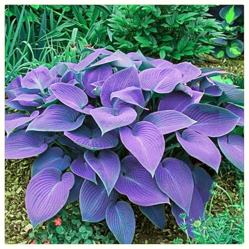 【KEDROKJB】-Rizoma de hosta. Una planta vigorosa con tallas de jade dorado que se siente hermosa. //-4 Rizoma-E