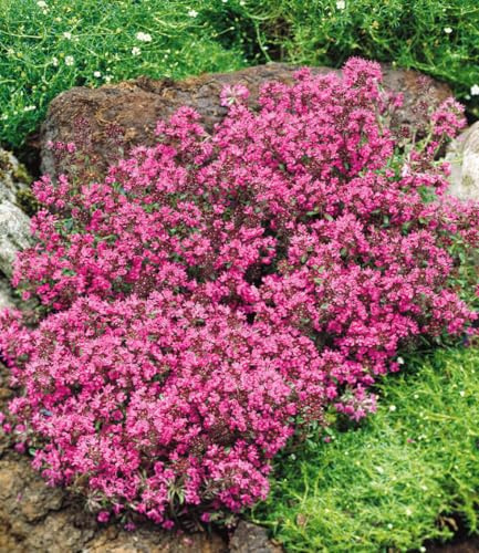 BALDUR Garten 18x Winterhart Bodendecker-Thymian, Pflanzen im 9x9 cm-Topf