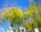 50 Samen Cyperus Papyrus Papier Reed Zypergras Exotische Aquatic blühende Pflanze