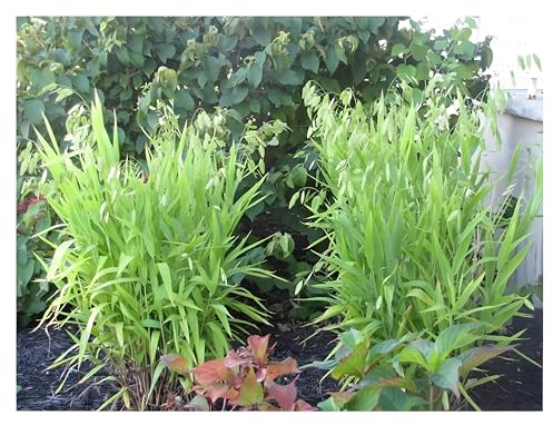 Stauden Gänge 3 x Chasmanthium latifolium im 1 Liter Topf (Ziergras/Gräser/Winterhart/Mehrjährig/Staude/Stauden) Plattährengras - Sanfte Bewegung für harmonische Beete - sehr Pflegeleicht