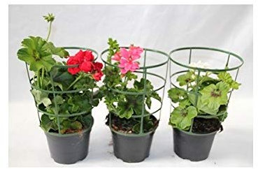 Geranio de colgar o de hiedra (maceta 13 cm ø) (Rosado)