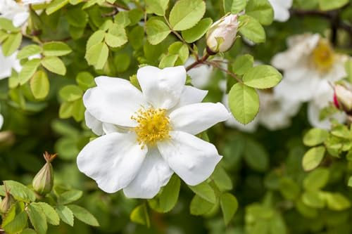 Rosa spinosissima 150-200 cm - Bibernellrose, cremeweiße Blüten, Blütezeit Mai-Juni, ideal für Hecken, bienenfreundlich, winterhart