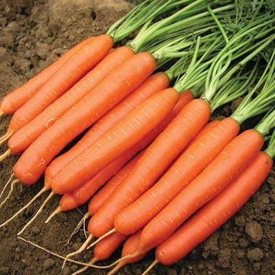 250 Semi confettate delle Romance carote Convenzionale e pellettato