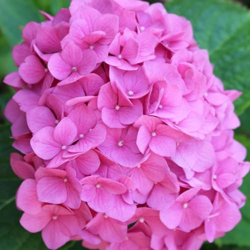 Vivai le Georgiche - Pianta vera di Hydrangea macrophylla Rosita Ortensia 'Rosita' - vaso Ø 18 cm - altezza alla vendita 20-40 cm
