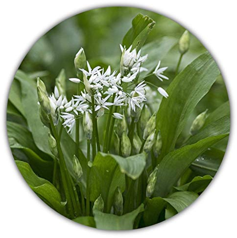 Bärlauch Saatgut - 30 Samen - Waldknoblauch - Mehrjährige Pfanzen - Wilder Knoblauch - Allium Ursinum