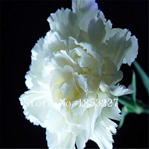 3: Nelkensamen, Dianthus Caryophyllus, 100% Wirklich Bonsai Blumensamen-Art Schießen, 100 Partikel/Beutel