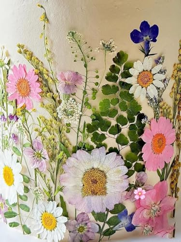 Natural Dried Pressed Mix Flowers Leaves , 41 Pieces, Many Varieties, for Cake Decorating, Jewelry Making DIY Art Crafts, Candle Making, Nails Décor, Soap Making, Phone Case (41pcs light color)
