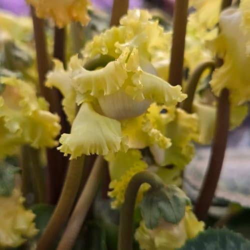 Semi di ciclamino - decorazione primaverili decorazioni giardino per esterni decorazioni per il soggiorno, giardino resistenti giardini rocciosi semi 450pcs